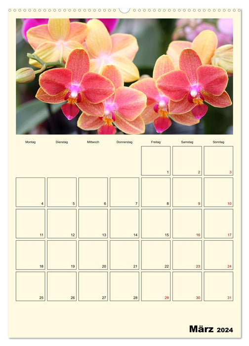 Orchideenträume (CALVENDO Wandkalender 2024)