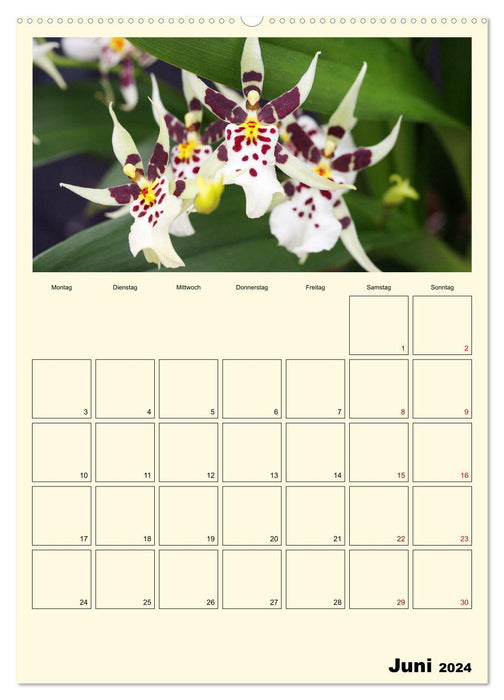 Orchideenträume (CALVENDO Wandkalender 2024)