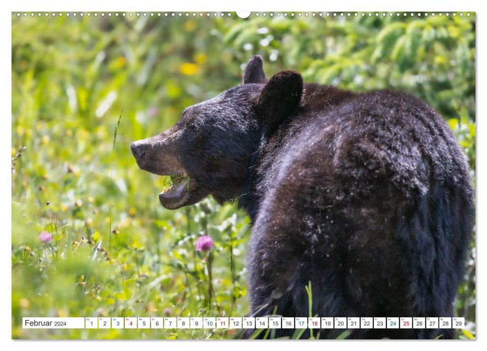 Kanadas Tierwelt - Bären, Wale und vieles mehr (CALVENDO Premium Wandkalender 2024)