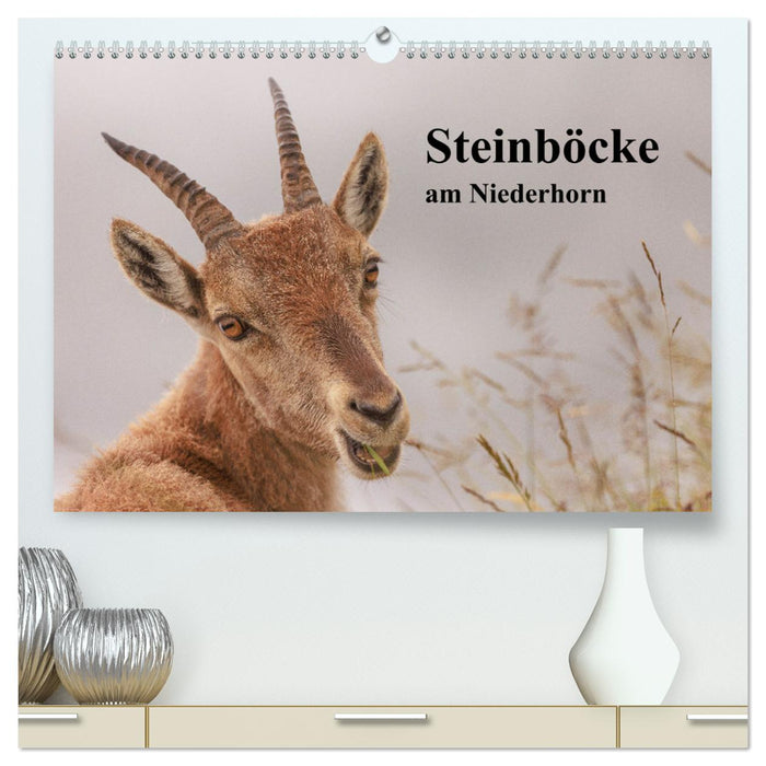 Steinböcke am Niederhorn (CALVENDO Premium Wandkalender 2024)