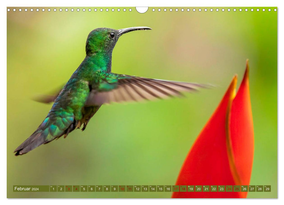 Zauberhafte Kolibris in Costa Rica (CALVENDO Wandkalender 2024)