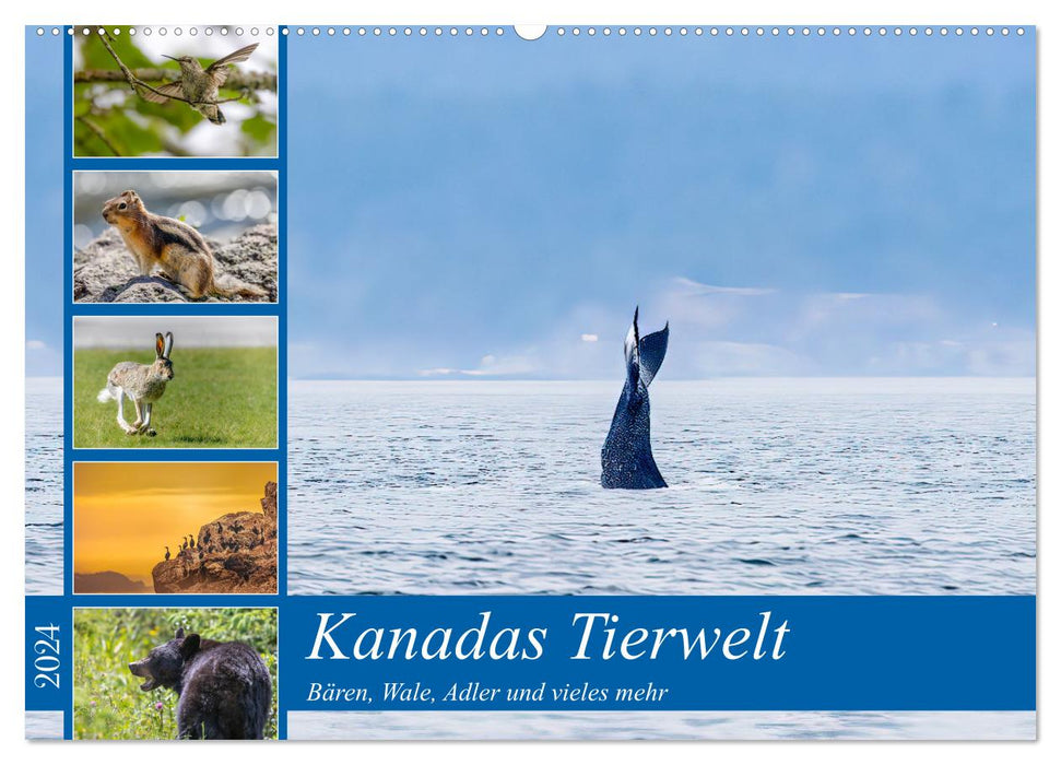 Kanadas Tierwelt - Bären, Wale und vieles mehr (CALVENDO Wandkalender 2024)