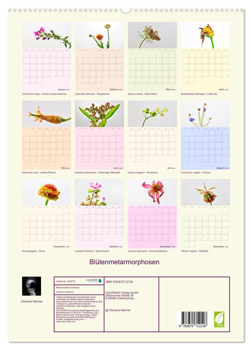 Blumenmetamorphosen (CALVENDO Premium Wandkalender 2024)