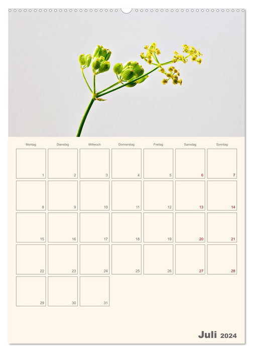 Blumenmetamorphosen (CALVENDO Premium Wandkalender 2024)