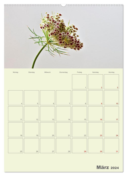 Blumenmetamorphosen (CALVENDO Wandkalender 2024)