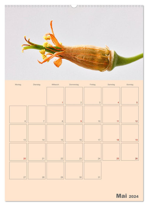 Blumenmetamorphosen (CALVENDO Wandkalender 2024)