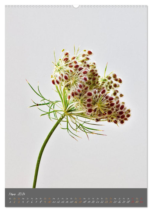 Blütenmetamorphosen (CALVENDO Premium Wandkalender 2024)