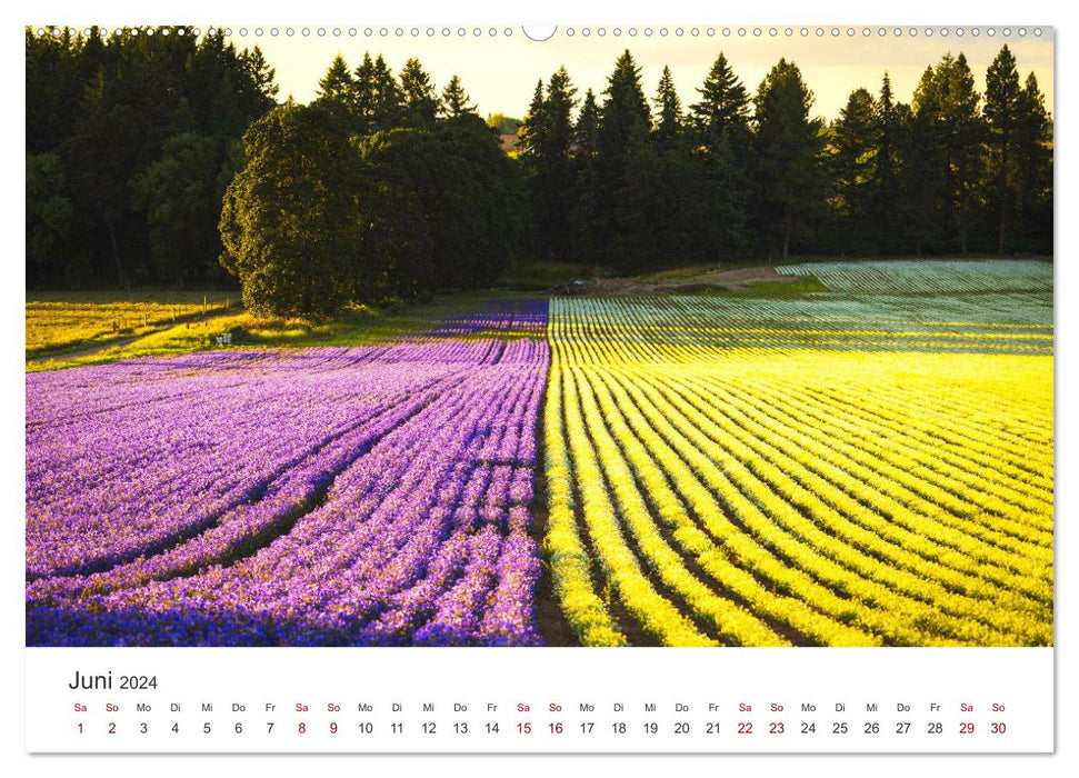 Lavendel - Die violette Wunderblume (CALVENDO Premium Wandkalender 2024)