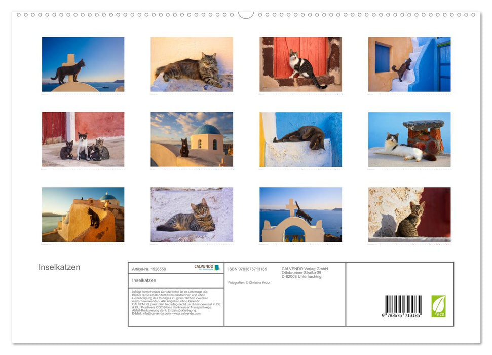 Chats des îles (Calendrier mural CALVENDO Premium 2024) 