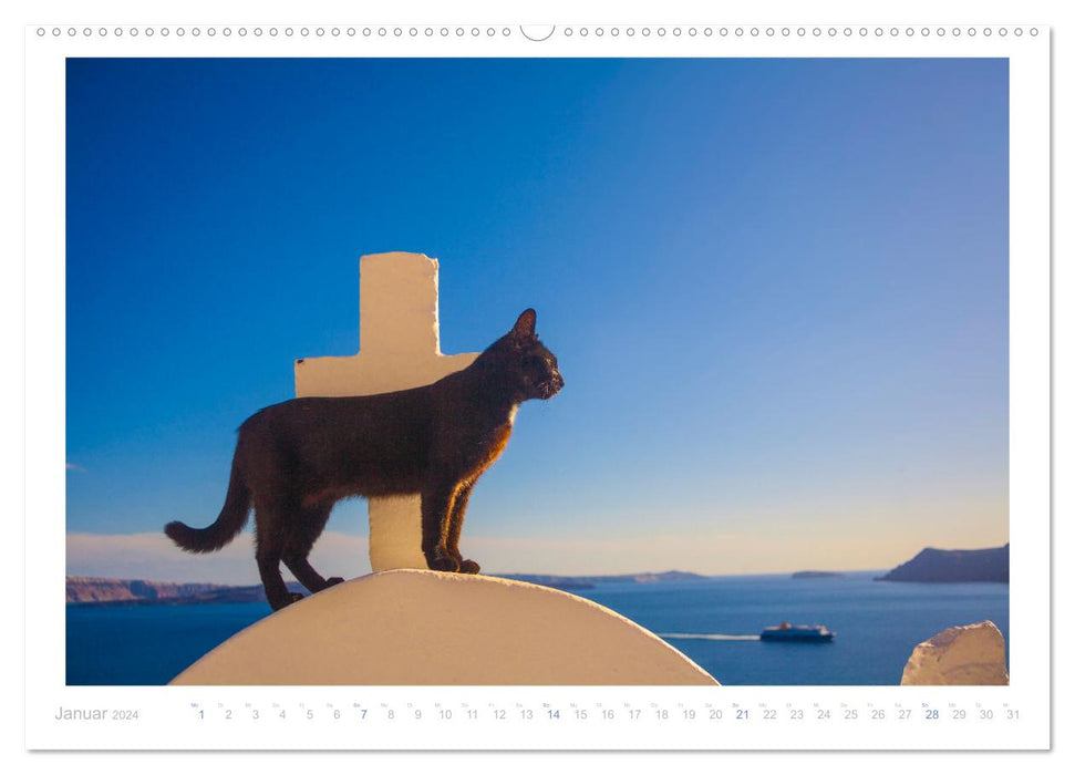 Chats des îles (Calendrier mural CALVENDO Premium 2024) 