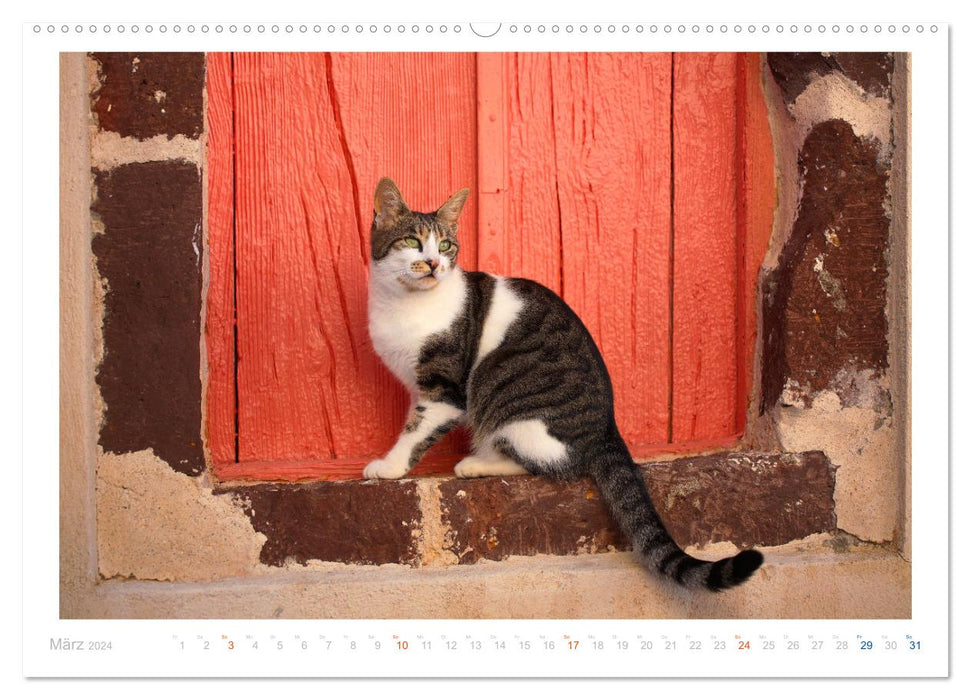 Chats des îles (Calendrier mural CALVENDO Premium 2024) 