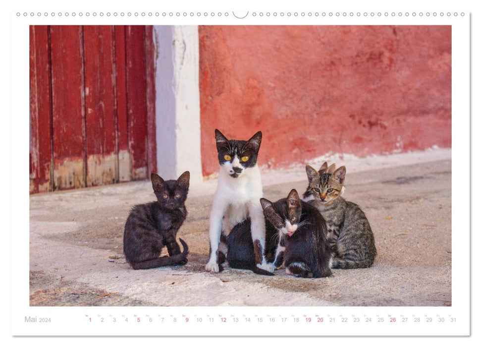 Chats des îles (Calendrier mural CALVENDO Premium 2024) 