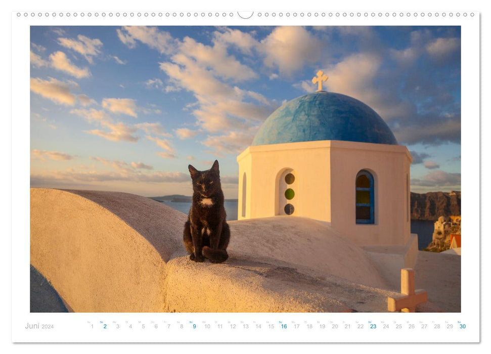 Chats des îles (Calendrier mural CALVENDO Premium 2024) 