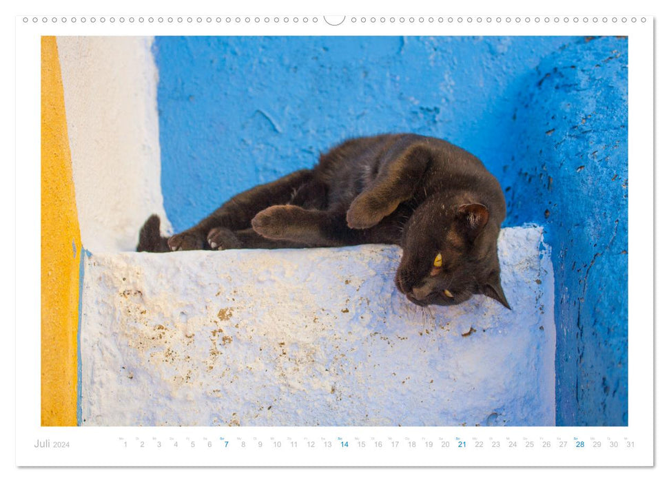 Chats des îles (Calendrier mural CALVENDO Premium 2024) 