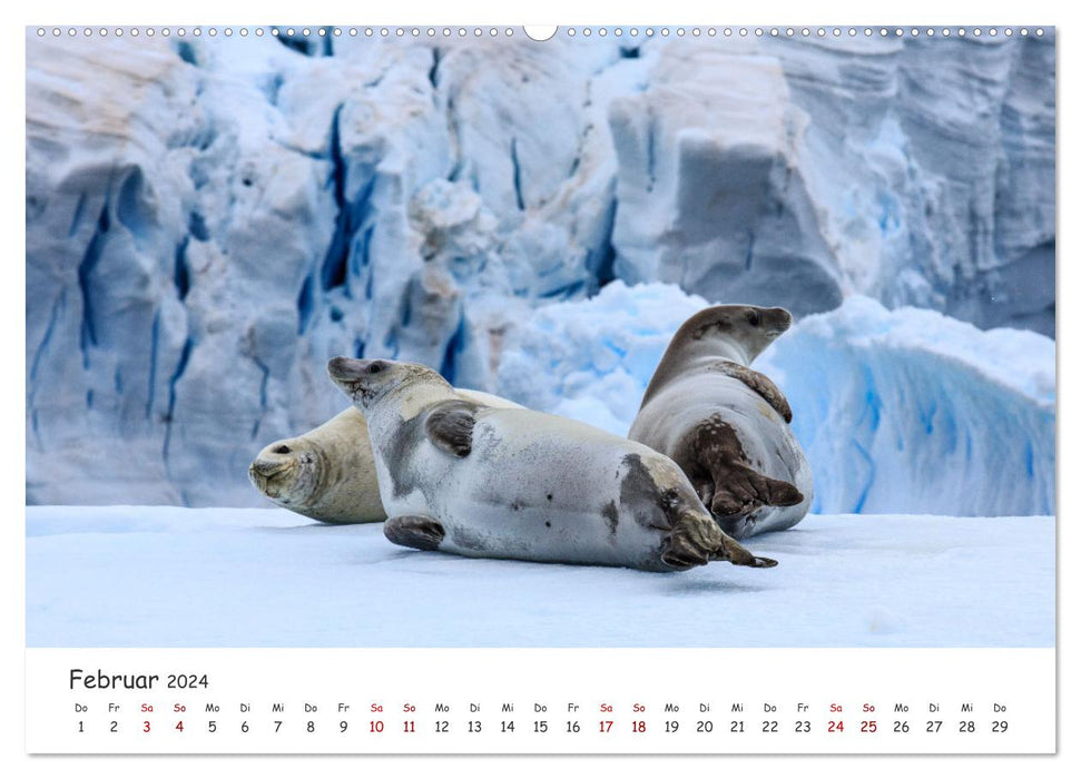 Antarktische Halbinsel (CALVENDO Premium Wandkalender 2024)