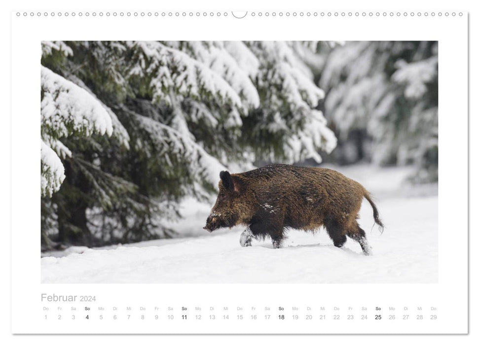 Wildschweine – Wildlife Fotografien (CALVENDO Premium Wandkalender 2024)
