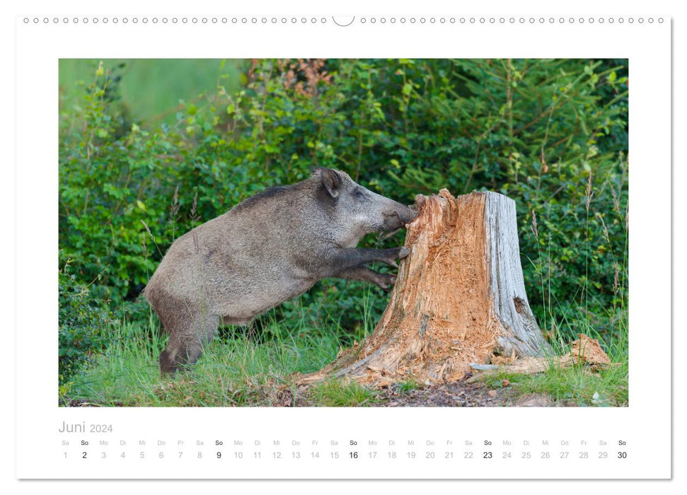 Wildschweine – Wildlife Fotografien (CALVENDO Premium Wandkalender 2024)