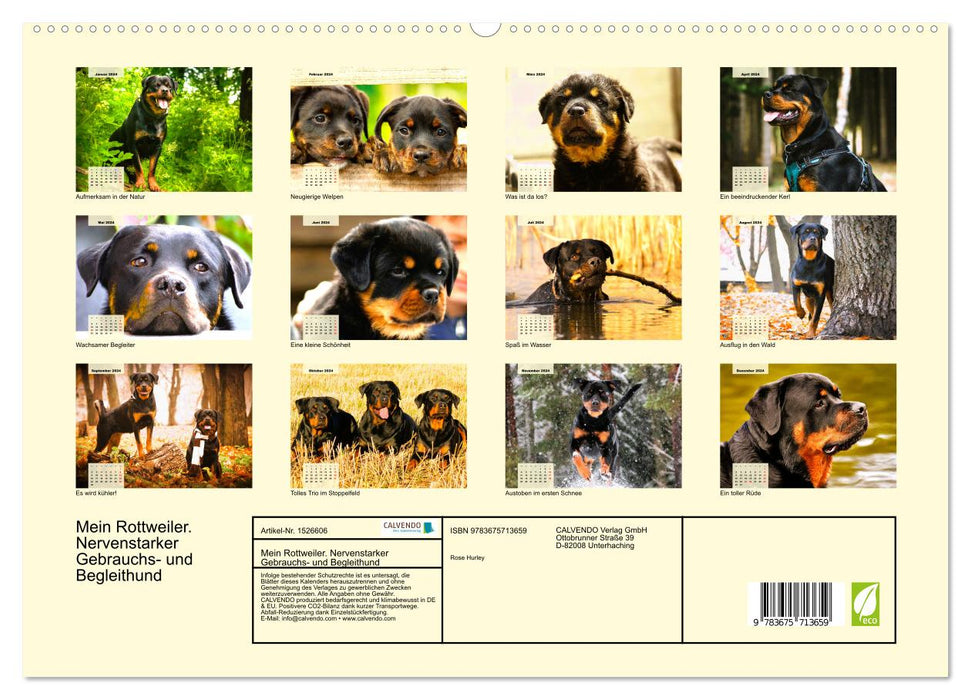 Mein Rottweiler. Nervenstarker Gebrauchs- und Begleithund (CALVENDO Premium Wandkalender 2024)