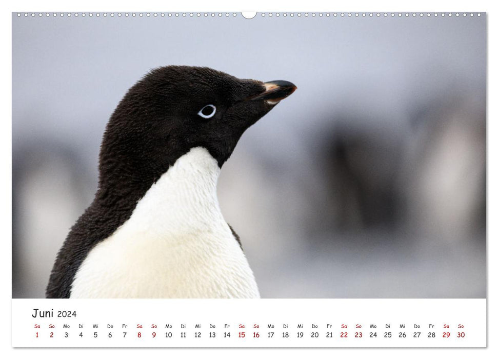 Antarktische Halbinsel (CALVENDO Wandkalender 2024)