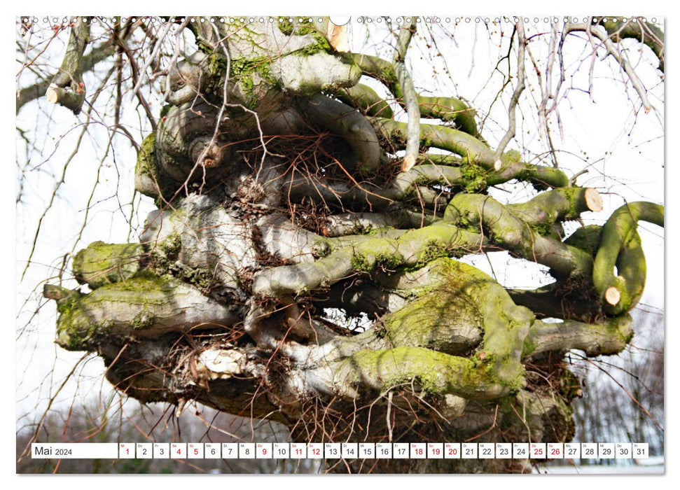 Waldgeister - Launen der Natur (CALVENDO Premium Wandkalender 2024)