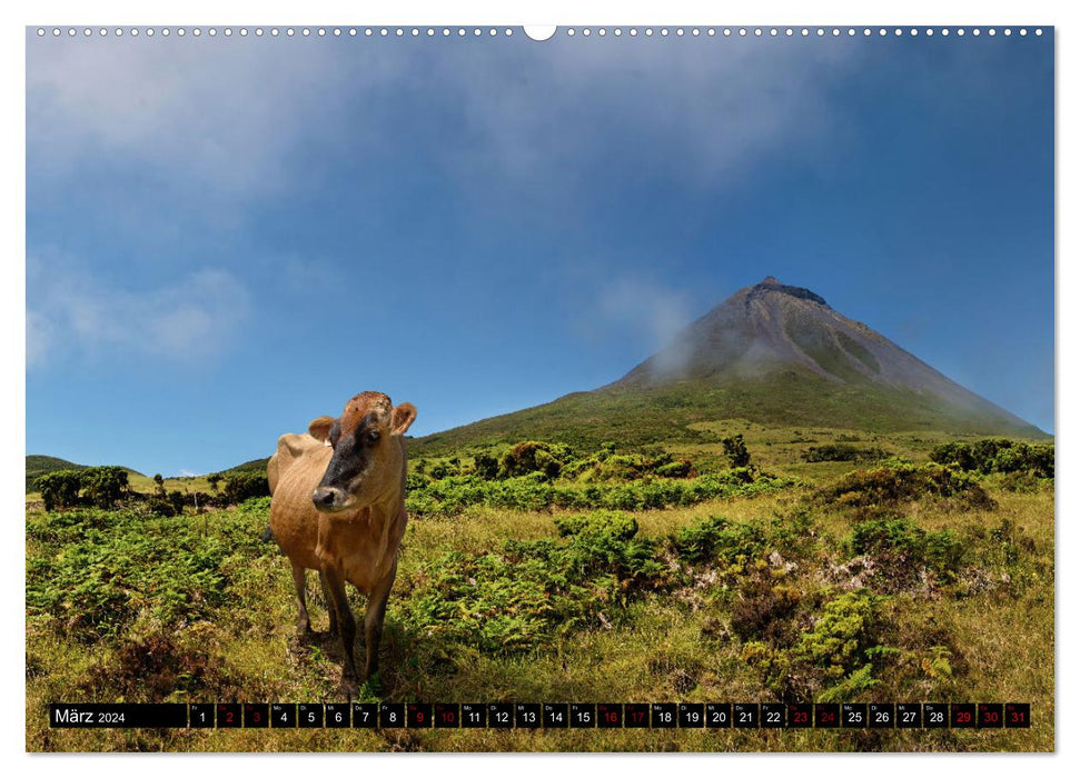 Pico Açores - île de rêve volcanique dans l'Atlantique (calendrier mural CALVENDO 2024) 