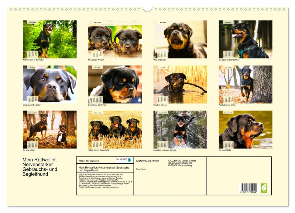 Mein Rottweiler. Nervenstarker Gebrauchs- und Begleithund (CALVENDO Wandkalender 2024)