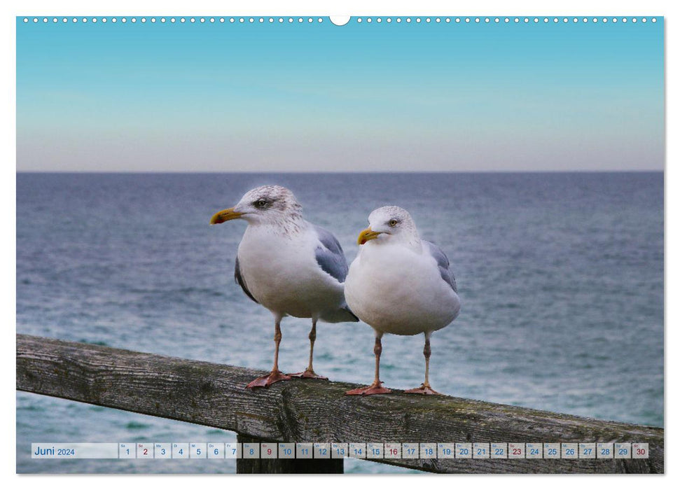 Von Möwen, Menschen und Meer (CALVENDO Premium Wandkalender 2024)