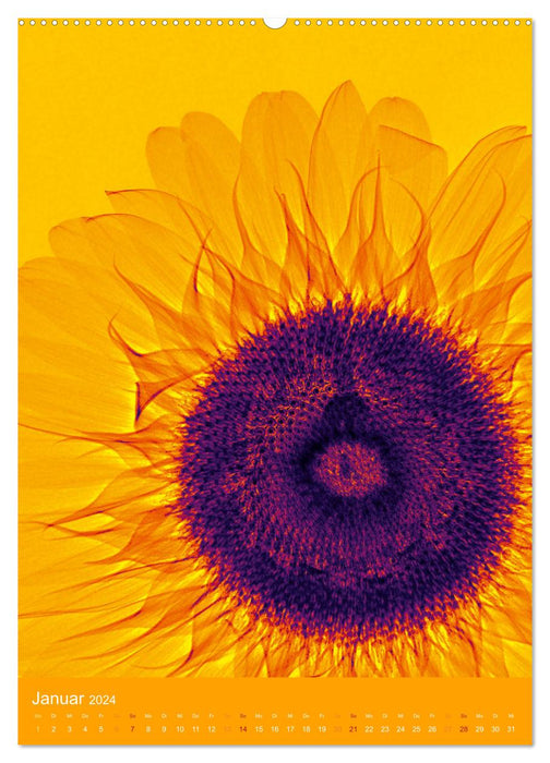 Durchleuchtete Blumenwelt 2024 (CALVENDO Premium Wandkalender 2024)