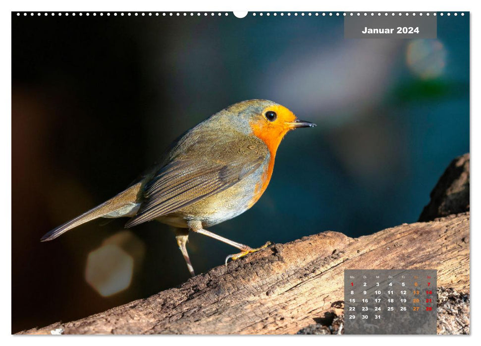 SINGING BIRDS - The magnificent singers in a beautiful ambience. (CALVENDO wall calendar 2024) 