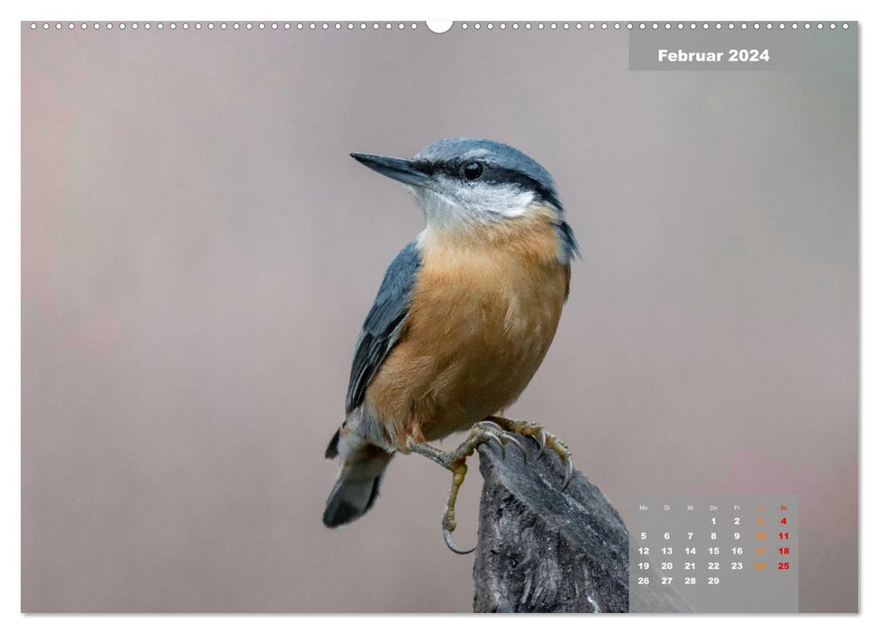 SINGING BIRDS - The magnificent singers in a beautiful ambience. (CALVENDO wall calendar 2024) 