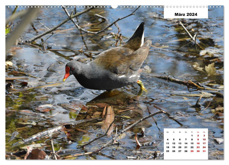 Colorful life at the pond (CALVENDO Premium Wall Calendar 2024) 