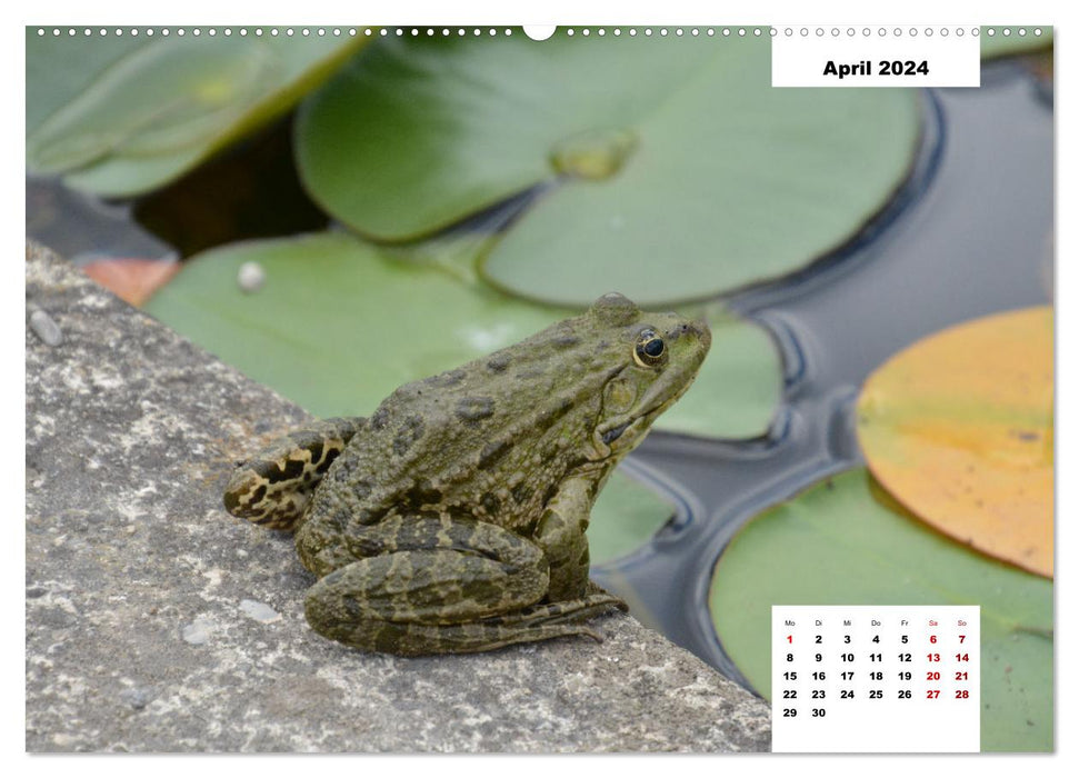 Colorful life at the pond (CALVENDO Premium Wall Calendar 2024) 