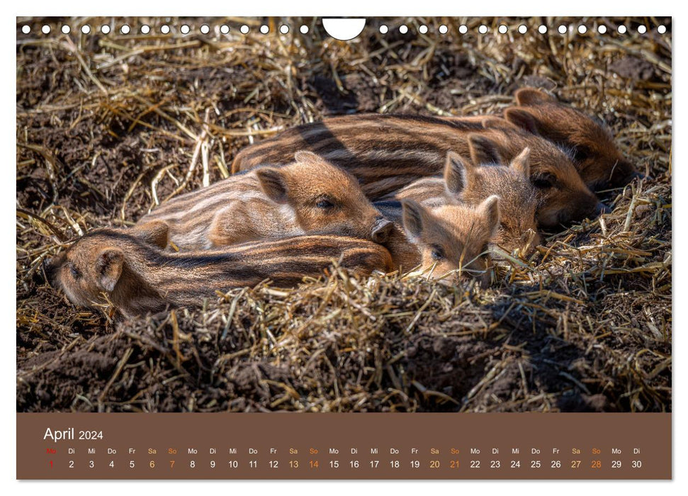 Bezaubernde Tierwelt in freier Natur (CALVENDO Wandkalender 2024)