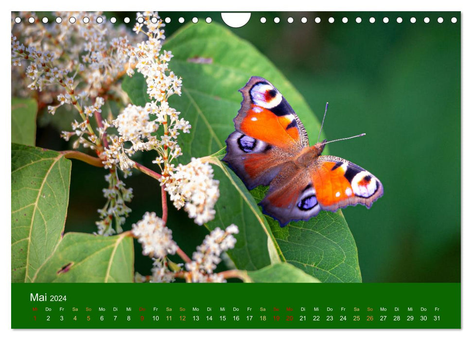 Enchanting wildlife in the wild (CALVENDO wall calendar 2024) 