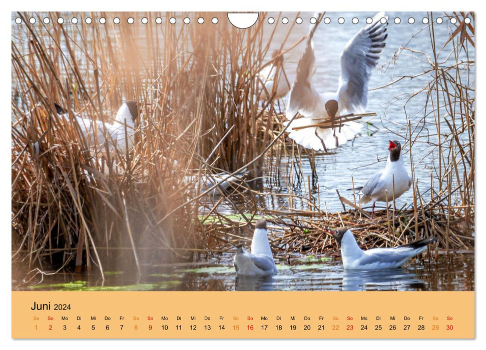 Enchanting wildlife in the wild (CALVENDO wall calendar 2024) 