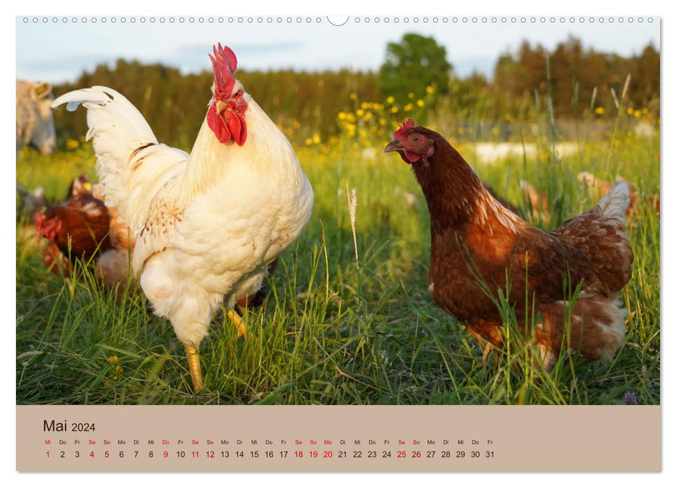 Bauernhoftiere - Von Klein bis Groß, mit Fell und mit Federn. (CALVENDO Wandkalender 2024)