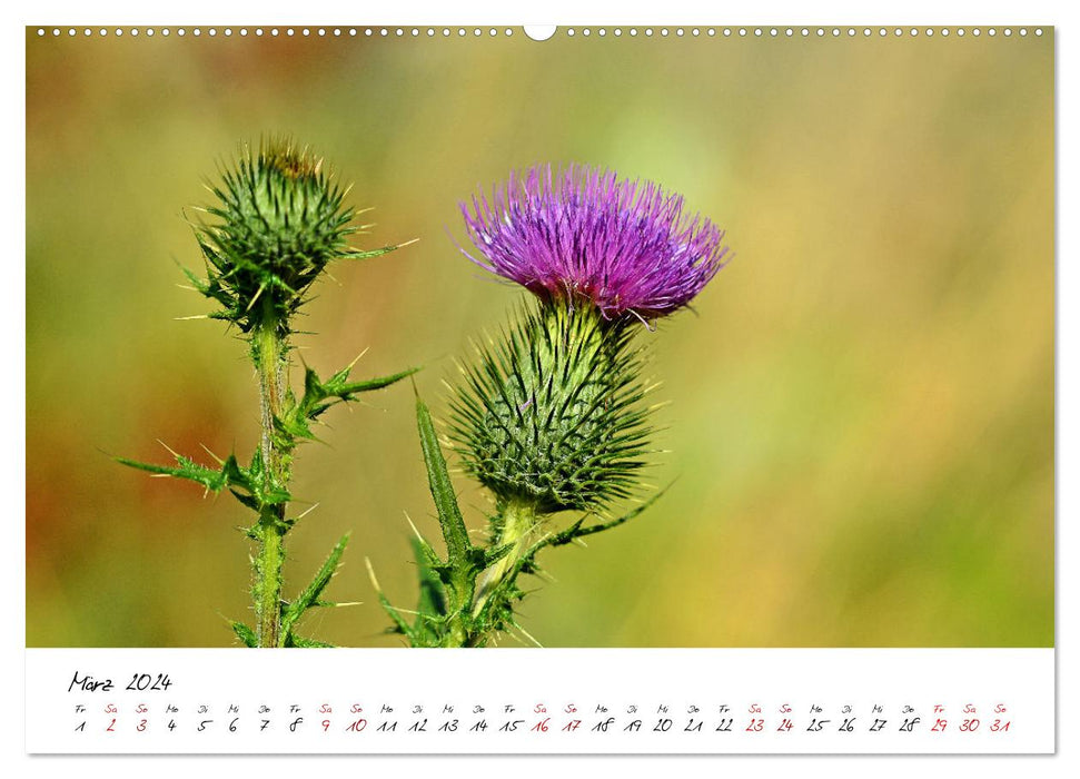 Schönheiten in freier Natur (CALVENDO Wandkalender 2024)