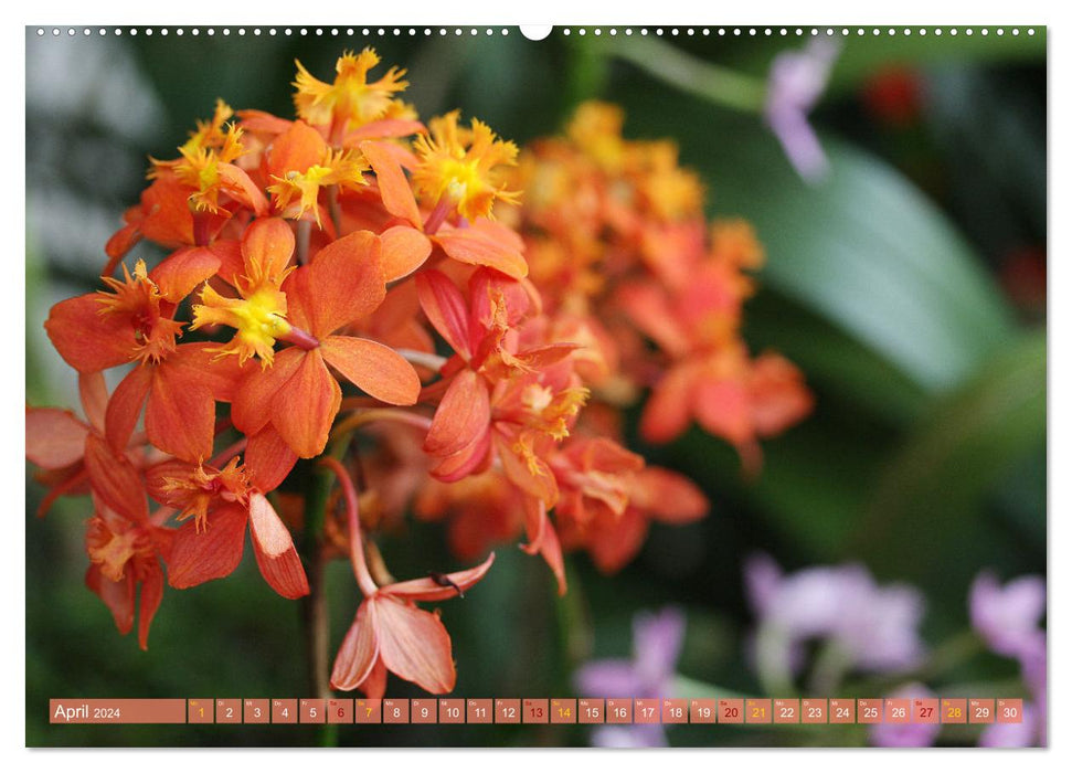 Mein Orchideentraum (CALVENDO Wandkalender 2024)