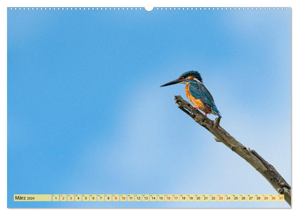 Donaudelta - Europas großes Vogelparadies (CALVENDO Premium Wandkalender 2024)