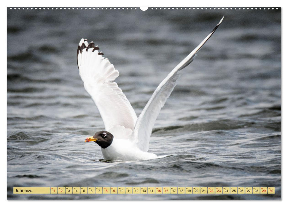 Donaudelta - Europas großes Vogelparadies (CALVENDO Premium Wandkalender 2024)