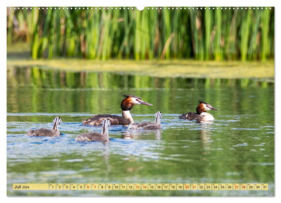 Danube Delta - Europe's great bird paradise (CALVENDO Premium Wall Calendar 2024) 