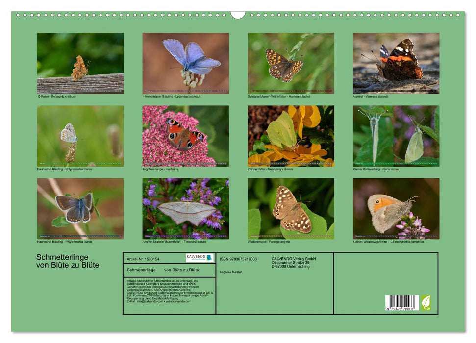 Butterflies - from blossom to blossom - (CALVENDO wall calendar 2024) 