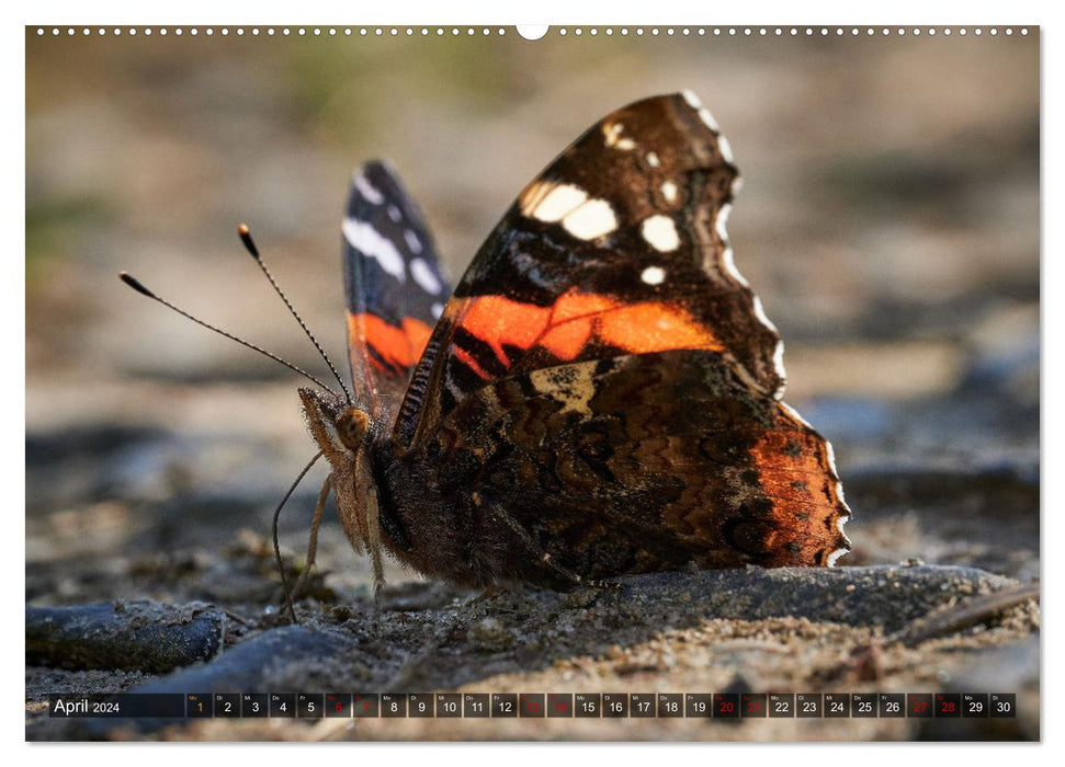 Butterflies - from blossom to blossom - (CALVENDO wall calendar 2024) 