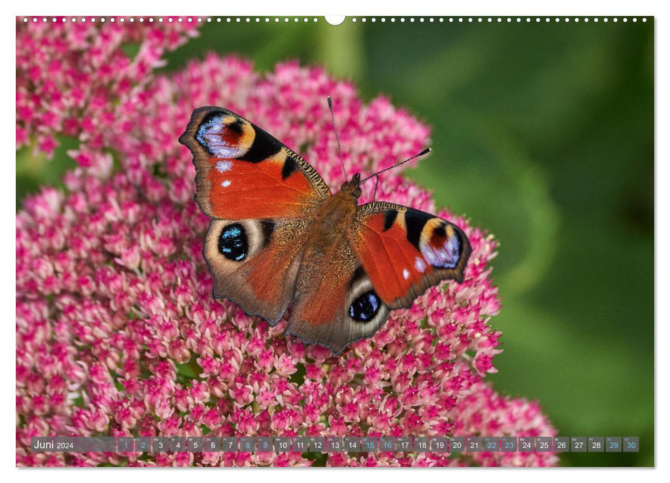 Butterflies - from blossom to blossom - (CALVENDO wall calendar 2024) 
