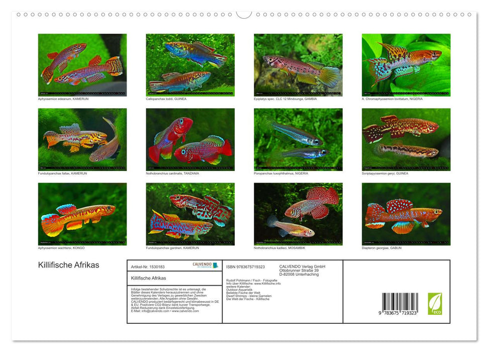 Killifish of Africa (CALVENDO Premium Wall Calendar 2024) 