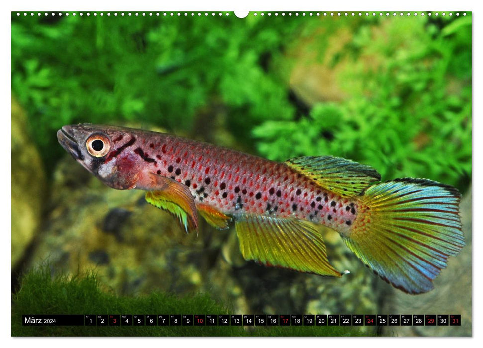 Killifish of Africa (CALVENDO Premium Wall Calendar 2024) 