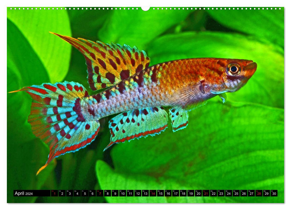 Killifish of Africa (CALVENDO Premium Wall Calendar 2024) 