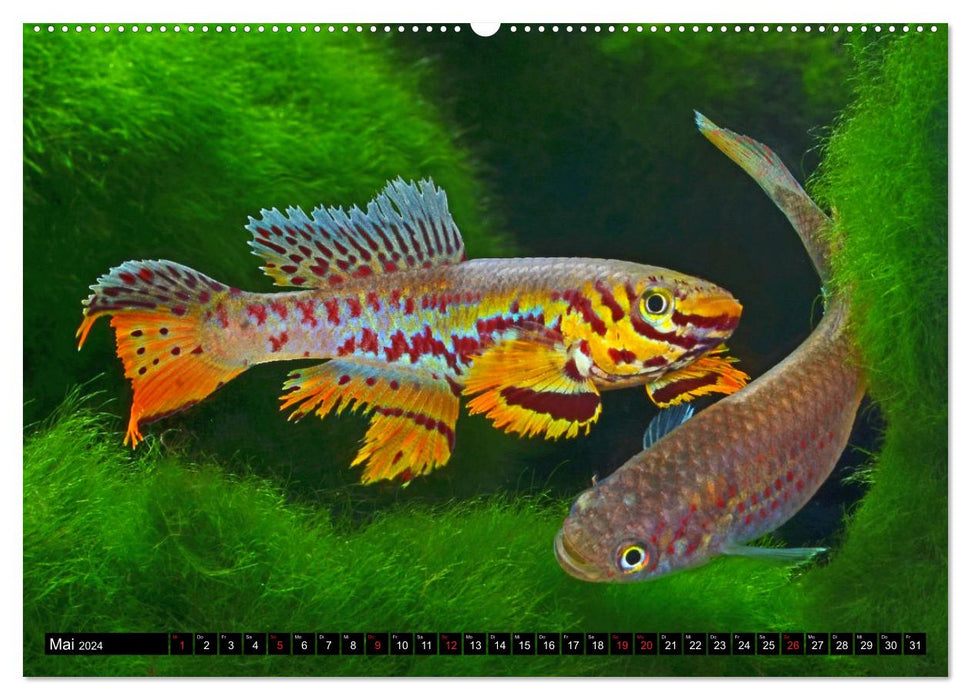 Killifish of Africa (CALVENDO Premium Wall Calendar 2024) 