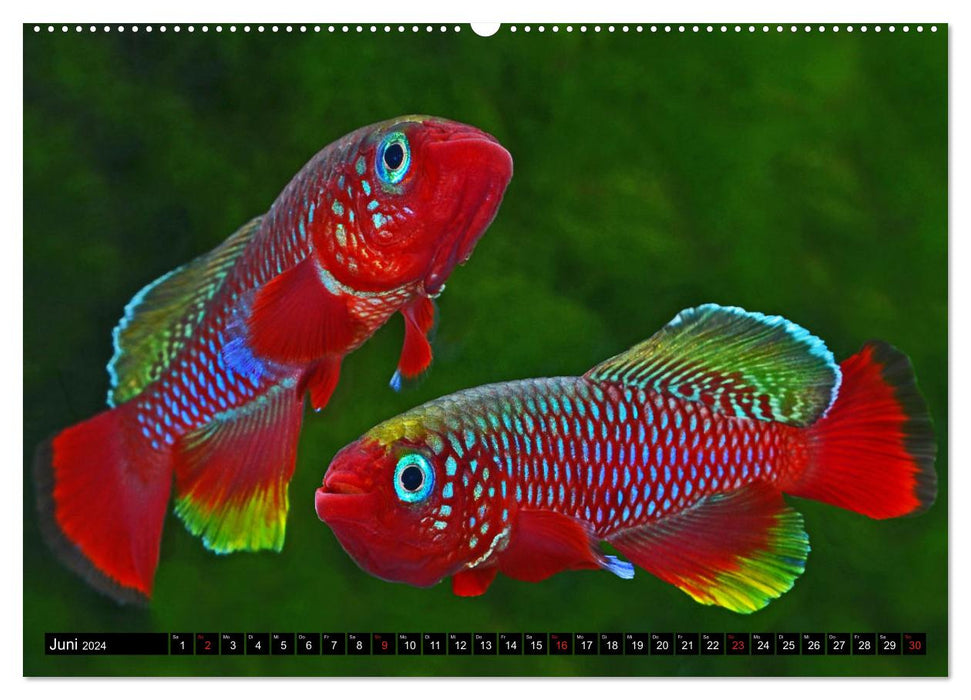 Killifish of Africa (CALVENDO Premium Wall Calendar 2024) 