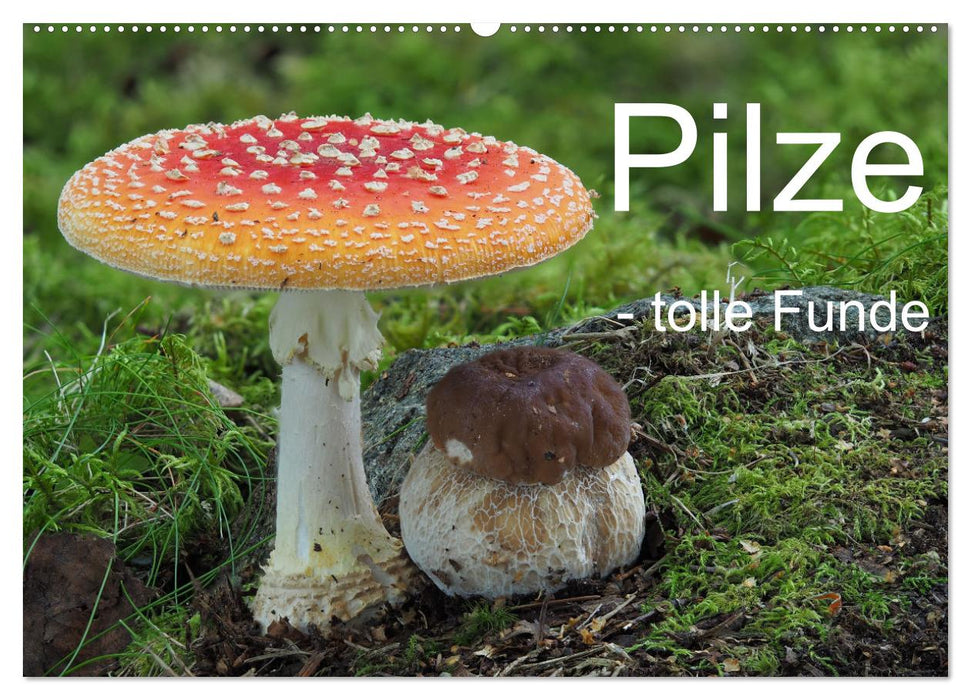 Pilze - tolle Funde (CALVENDO Wandkalender 2024)